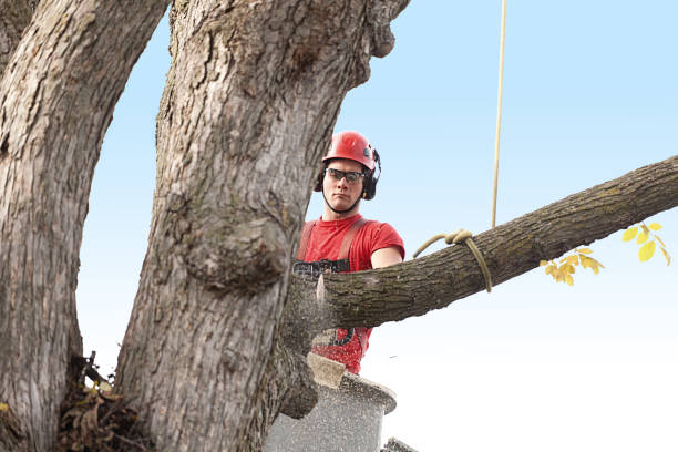 Best Emergency Tree Removal  in Franklin, NC